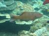 Coral trout