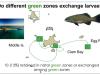 Dispersal of coral trout larvae