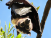 Spectacled Flying Fox