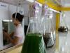 Microalgae cultures