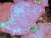 Pink crustose coralline algae
