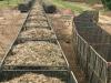 Cut cane heading to Musgrave mill, Gordonvale, North Queensland