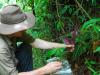 Collecting samples of invasive Miconia calvescens at El Arish
