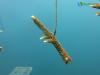 Acropora coral fragment suspended in coral nursery