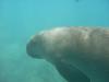 Dugong