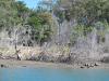 Mangrove dieback from flooding (Boyne River)