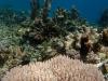 Far North field work finds surviving corals
