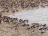 Mixed flock of roosting shorebirds