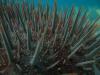 Crown of thorns starfish's spines