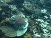 Crown-of-thorns starfish feeding