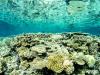 An Indo-Pacific reef with high coral cover