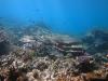 View of the upper reef slope showing a thriving coral community.