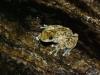 The armoured mist frog, rediscovered in North Queensland
