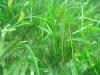 Seagrass meadow at Magnetic Island
