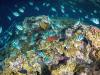 Vibrant coral reef scene