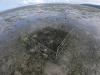 NESP-MaC-1.14-Mabuyag-Seagrass-megafauna-exclusion-cage.jpg