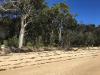 NESP-MaC_Project-1.6_NorfolkBeach_CoochiemudloIsland_2.jpg