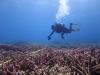 Photo transect on Fairfax reef - October 2015