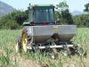 Fertilising sugarcane