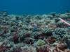 With this many juvenile corals (0-5cm) and teenage corals around, the coral cover at North reef is increasing.