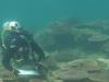 Orpheus Island surveying