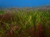 Subtidal mixed species meadow