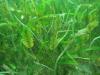 Mixed seagrass community at Magnetic Island