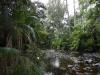 Riparian remediation project site
