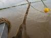 Largetooth sawfish in a gillnet.