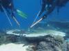 Dr David Westcott - Crown-of-thorns starfish management is effective - preview image