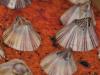 Adult Amphibalanus amphitrite barnacles