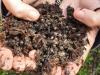 The plastic shells from polymer coated urea persist for more than 12 months in the field.