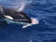 Orca predation