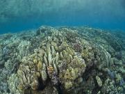 Stark Reef