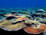 Coral reef with plate coral (Acropora hyacinthus)
