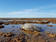 Flatback turtle