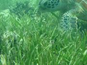 Green turtle feeding on seagrass
