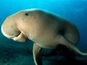 Dugong