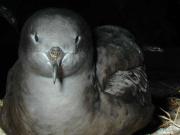 Wedge-tailed Shearwater