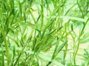 Seagrass