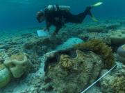 RLS diver and Tridacna gigas (giant clam) RLS | Andrew Green
