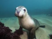 Australian Sea Lion