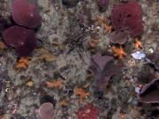 AUV coral and sponges