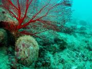 Oyster on Albert reef
