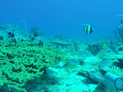 Arafura Money Shoal Reefscenery CAM 54