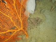 NWS2S benthic habitat still Area 1 Tow 3 Photo 3