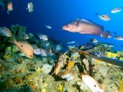 BRUV survey Tasman Fracture Marine Park 2021