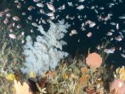 Black coral and perch