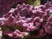 Crustose coralline algae