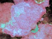 Pink crustose coralline algae